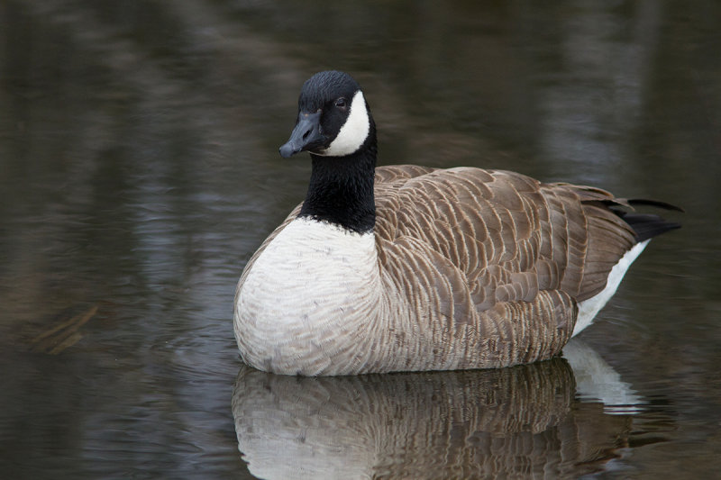 Bernache du Canada / Branta canadensis / Canada Goose