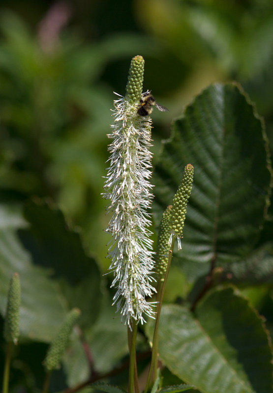  Sanguisorbe du Canada / Sanguisorba canadensis / American great burnet