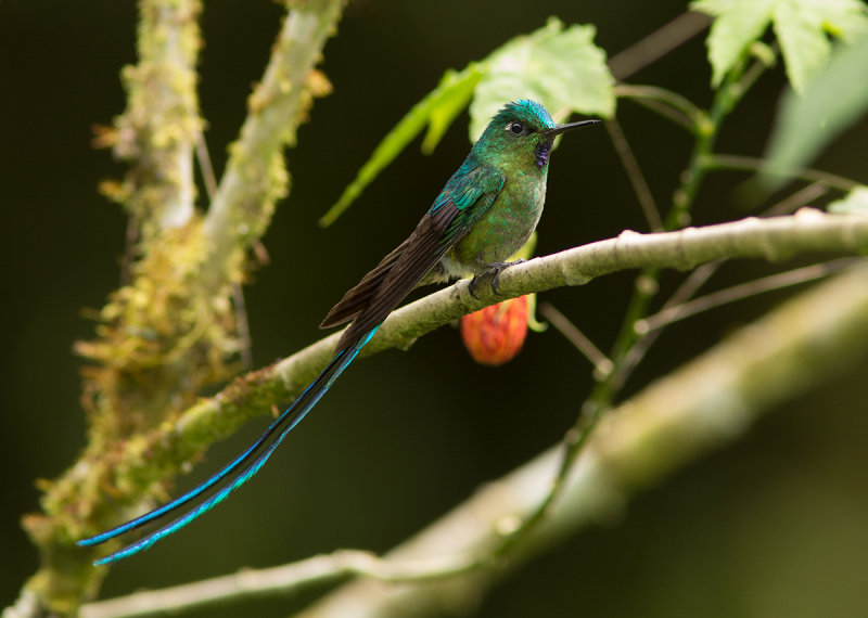 Sylphe  queue dazur - Aglaiocercus kingi - Long-tailed Sylph