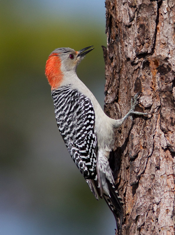 Pic à ventre roux / Melanerpes carolinus / Red-bellied Woodpecker