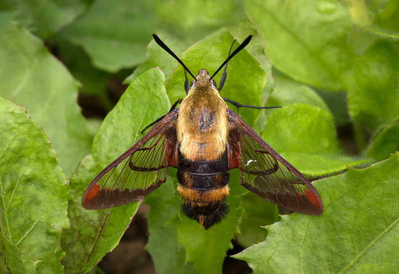 le sphinx du chvrefeuille / Hemaris diffinis / Honeysuckle clearwing