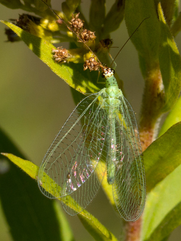 Chrysope aux yeux dor / Crysopa oculata / Golden-eye lacewing