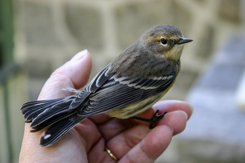 Paruline à croupion jaune / Setophaga coronata / Yellow-rumped Warbler