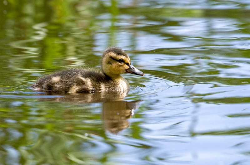Bebe Canard Colvert Anas Platyrhynchos Mallard Photo Suzanne Labbe Photos At Pbase Com