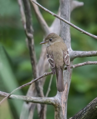 Moucherolle des aulnes - Empidonax alnorum - Alder Flycatcher