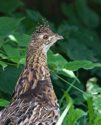 Gélinotte huppée - Bonasa umbellus - Ruffed Grouse