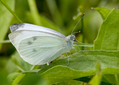 Piride du chou / Pieris rapae / Cabbage White