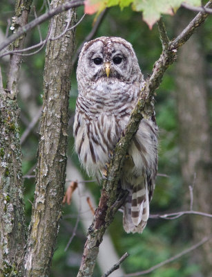 Chouette raye / Strix varia / Northern Barred Owl