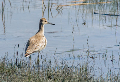 Chevalier semipalm - Tringa semipalmata - Willet