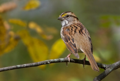 Bruant à gorge blanche / Zonotrichia albicollis / White-throated Sparrow