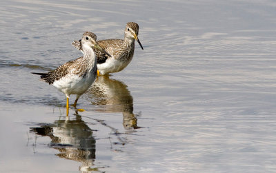 Grands Chevaliers - Tringa Melanoleuca - Greater Yellowlegs