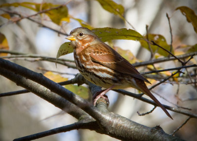 Bruant fauve / Passerella iliaca	/ Fox Sparrow