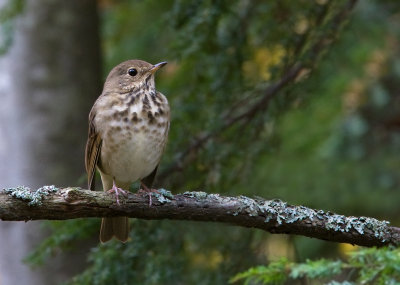 Grive solitaire / Catharus guttatus / Hermit Thrush