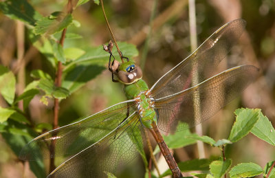 l'anax prcoce - Anax junius - common Green Darner