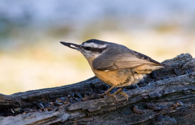 Sitelle poitrine rousse - Sitta canadensis	Red  -breasted Nuthatch