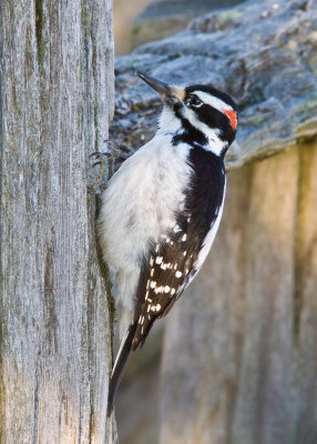 Pic chevelu - Picoides villosus- -Hairy Woodpecker