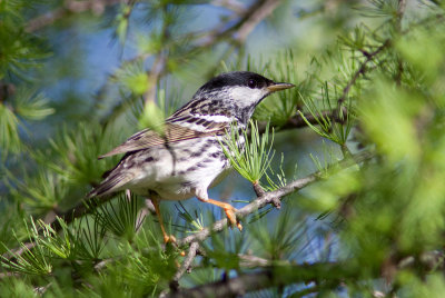 Paruline rayée - Dendroica striata - Blackpoll Warbler