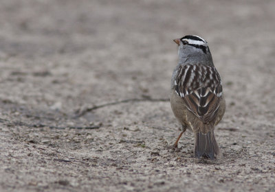 Bruant  couronne blanche - Zonotrichia leucophrys - White-crowned Sparrow