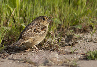 Bruant sauterelle - Ammodramus savannarum - Grasshopper Sparrow