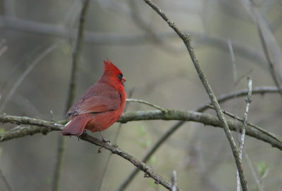 Cardinal rouge - Cardinalis cardinalis - Northern Cardinal