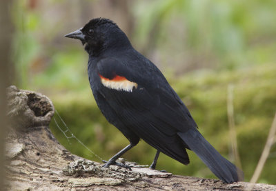 Carouge  paulettes - Agelaius phoeniceus - Red-winged Blackbird