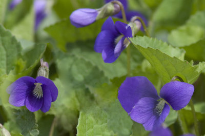 Violette commune / Viola sororia / Woolly blue violet