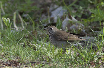 Grive  joues grises - Catharus minimus - Gray-cheeked Thrush