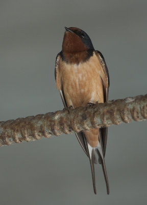 Hirondelle rustique - Hirundo rustica - Barn Swallow