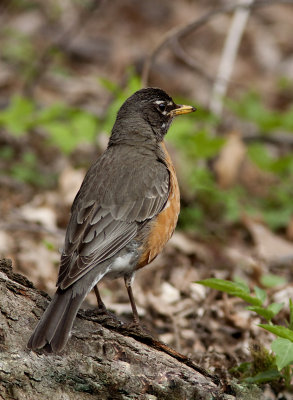 Merle d'Amrique - Turdus migratorius - American Robin