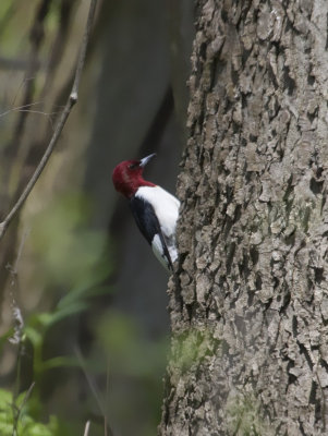 Pic  tte rouge - Melanerpes erythrocephalus - Red-headed Woodpecker
