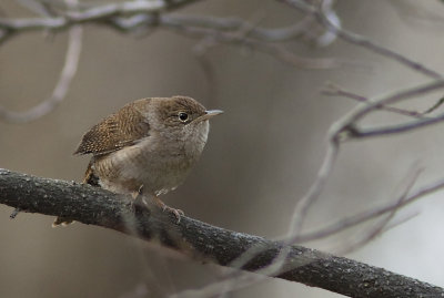 Troglodyte familier - Troglodytes aedon - Northern House-Wren