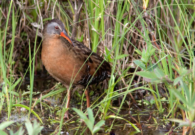 Rle de Virginie - Rallus limicola - Virginia Rail