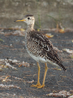 Maubche des champs / Upland Sandpiper / Bartramia longicauda