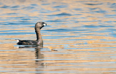 Grbe  bec bigarr / Podilymbus podiceps / Pied-billed Grebe