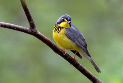 Paruline du Canada - Wilsonia canadensis - Canada Warbler