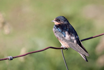 Hirondelle rustique / Hirundo rustica / Barn Swallow