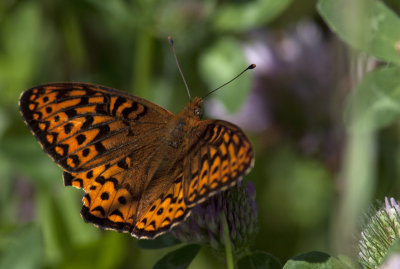 Argynne de l'Atlantique - Speyeria atlantis - Atlantis Fritillary