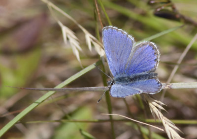 Bleu nordique - Plebejus idas empetri - Northern Blue