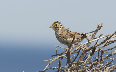 Bruant des prs - Passerculus sandwichensis - Savannah sparrow
