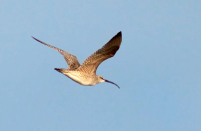 Courlis corlieu - Numenius phaeopus - Common Whimbrel