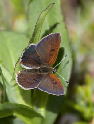 Cuivr des tourbires - Lycaena epixanthe - Bog Copper