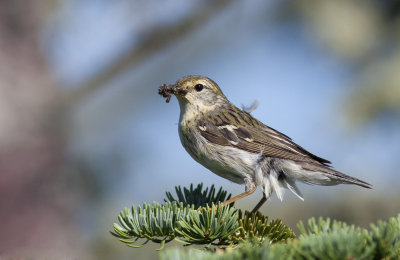 Paruline rayée - Dendroica striata - Blackpoll Warbler