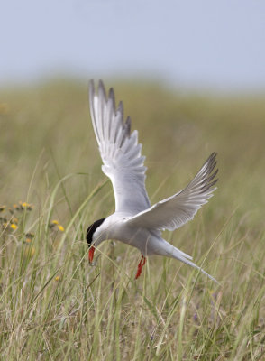 Sterne pierregarin / Sterna hirundo / Common Tern