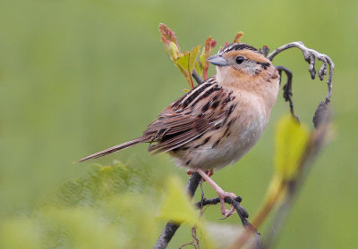 Bruant de Le Conte - Ammodramus leconteii - Le Conte's Sparrow