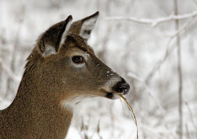 Cerf de Virginie / Odocoileus virginianus / White-tailed deer
