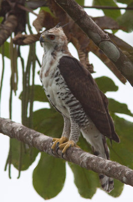 Aigle orn - Spizaetus ornatus - Ornate Hawk-Eagle