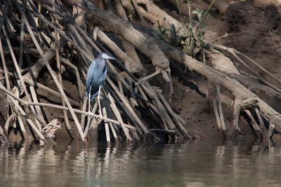 Aigrette bleue - Egretta caerulea - Little Blue Heron