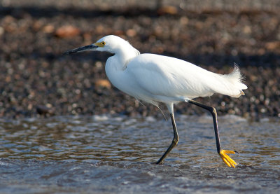 Aigrette neigeuse - Egretta thula - Snowy Egret