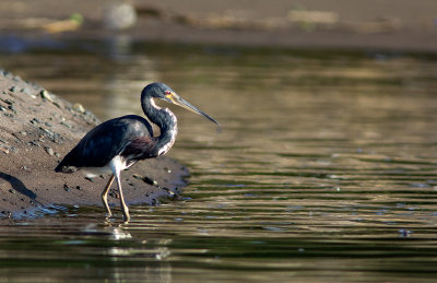 Aigrette tricolore - Egretta tricolor - Tricolored Heron