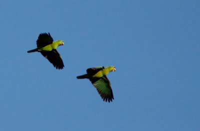 Amazone  nuque d'or - Amazona auropalliata - Yellow-naped Parrot